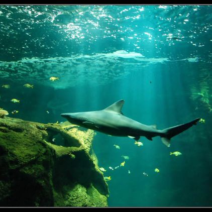 Découvrez de nombreuses espèces à l'Aquarium de La Rochelle