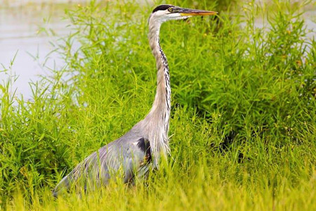 Le Marais des Bris : un marais méconnu au sud de l'île d'Oléron